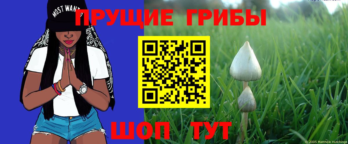 Галлюциногенные грибы Psilocybine cubensis Гусь-Хрустальный